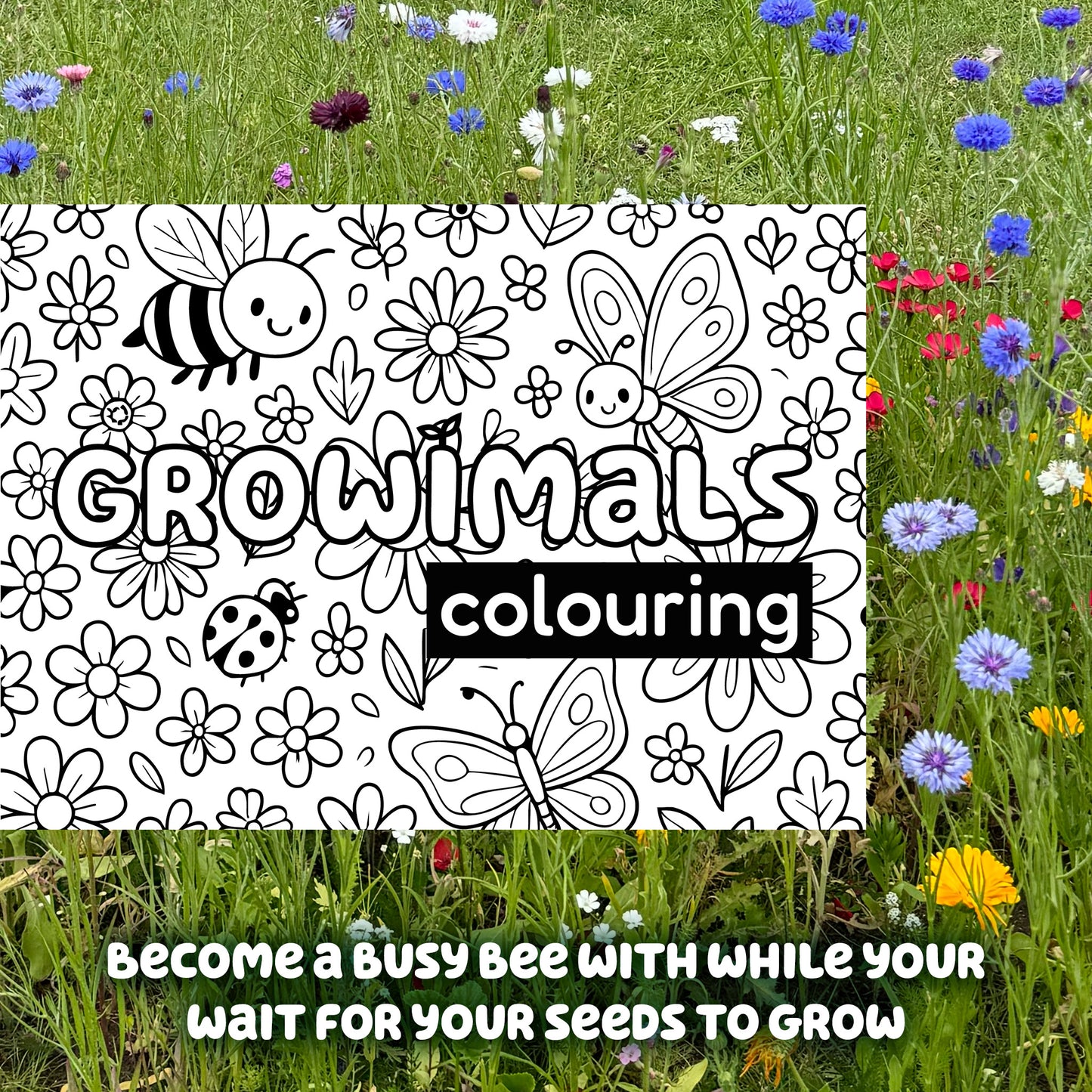 Bee Booster Pack - Wildflower Seed Mix for Kids
